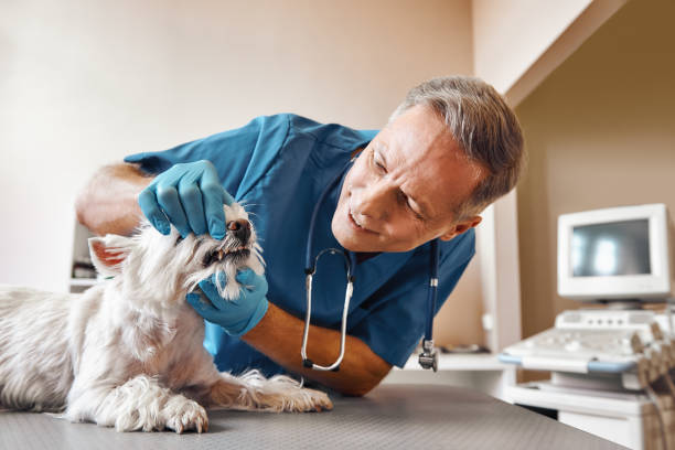 Best After-Hours Dental Care in West Dennis, MA